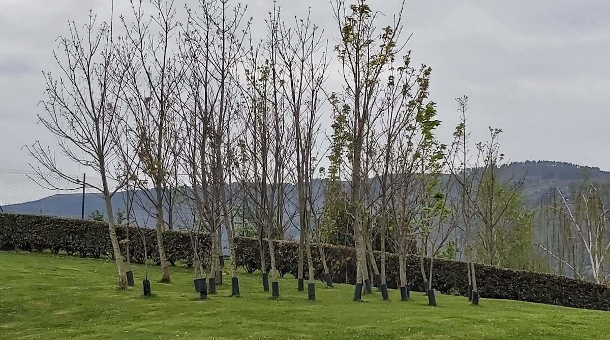 plantación árboles portugalete