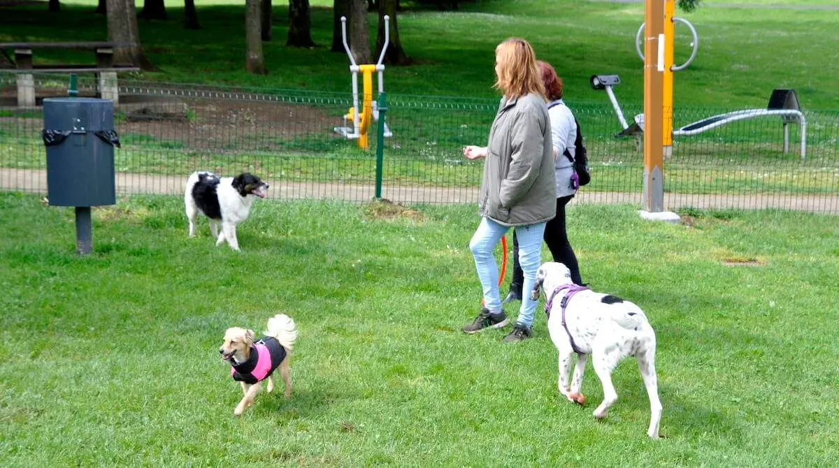 parque-perros-buenavista