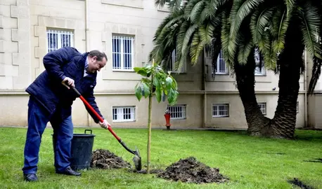 Gorka Echave planta el ejemplar de Aguacate