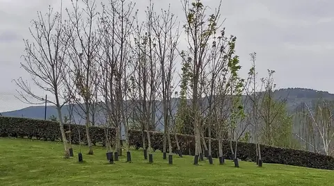 plantaci&oacute;n &aacute;rboles portugalete